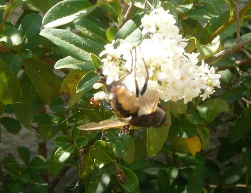 Réf. 359 456 : Tachininae inconnu